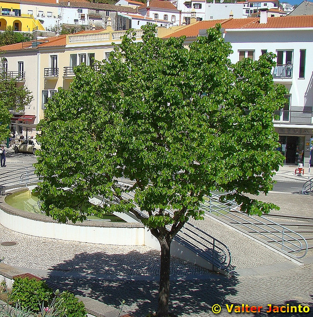 نمدار یا زیرفون برگ کوچک